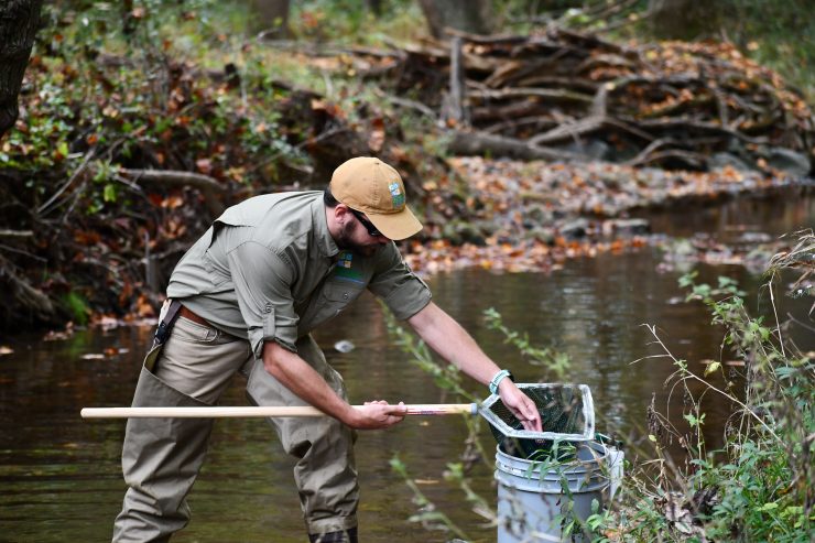 A Montgomery Parks specialist surveys a local stream and moves netted fish into a bucket for observation