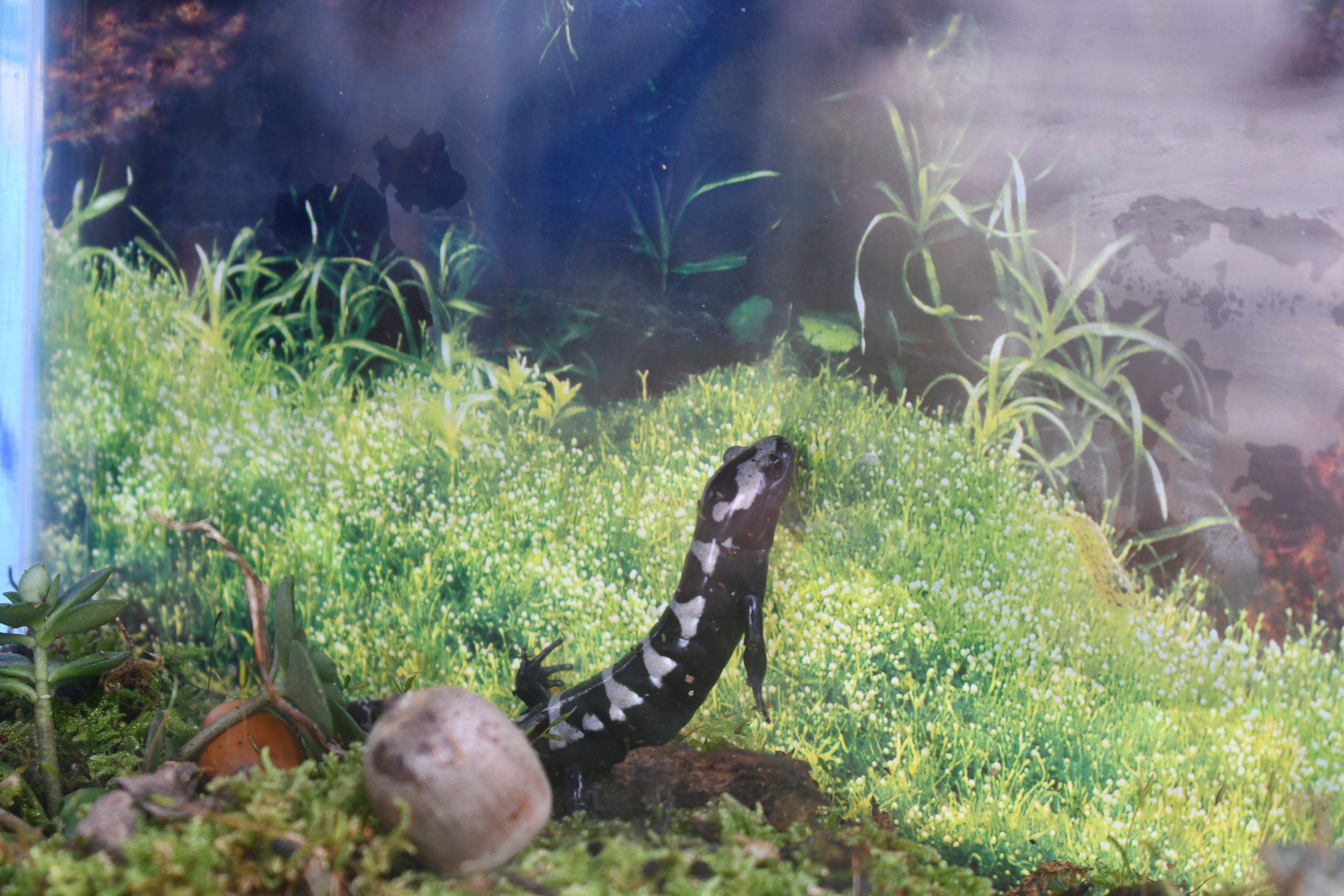 A black salamander with yellow chevrons down its back attempts to scale the wall of its tank.