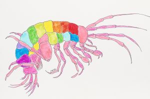 A colorful sketch of the Hay's spring amphipod, a shrimp-like crustacean
