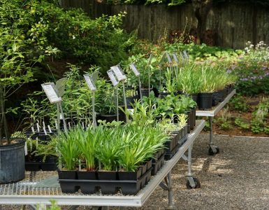 Picture from Wildflower Native Plant Nursery
